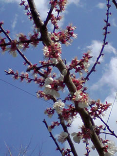 今年の桜。
