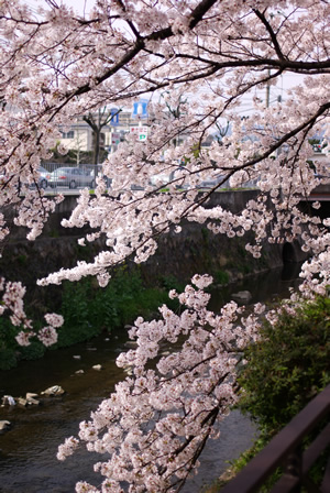 天神川の桜。