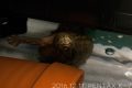 ミシシッピニオイガメの「おはぎ」