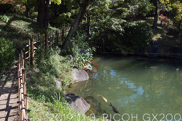 神戸・相楽園の亀