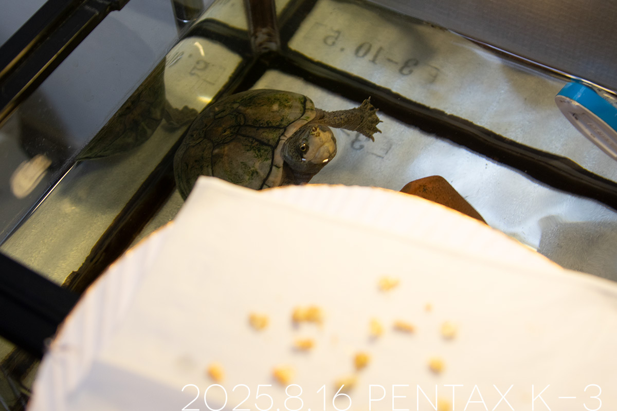 ミシシッピニオイガメの「あずき」