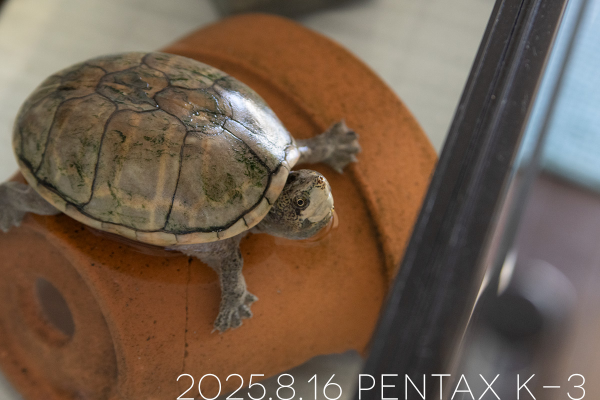 ミシシッピニオイガメの「あずき」