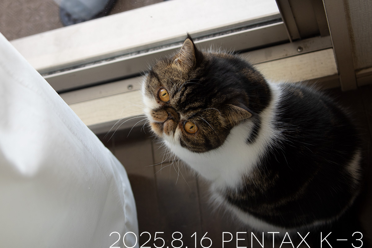 エキゾチックショートヘアの「ごまめ」