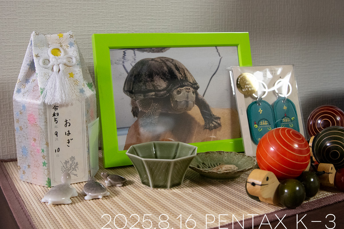 ミシシッピニオイガメの「おはぎ」