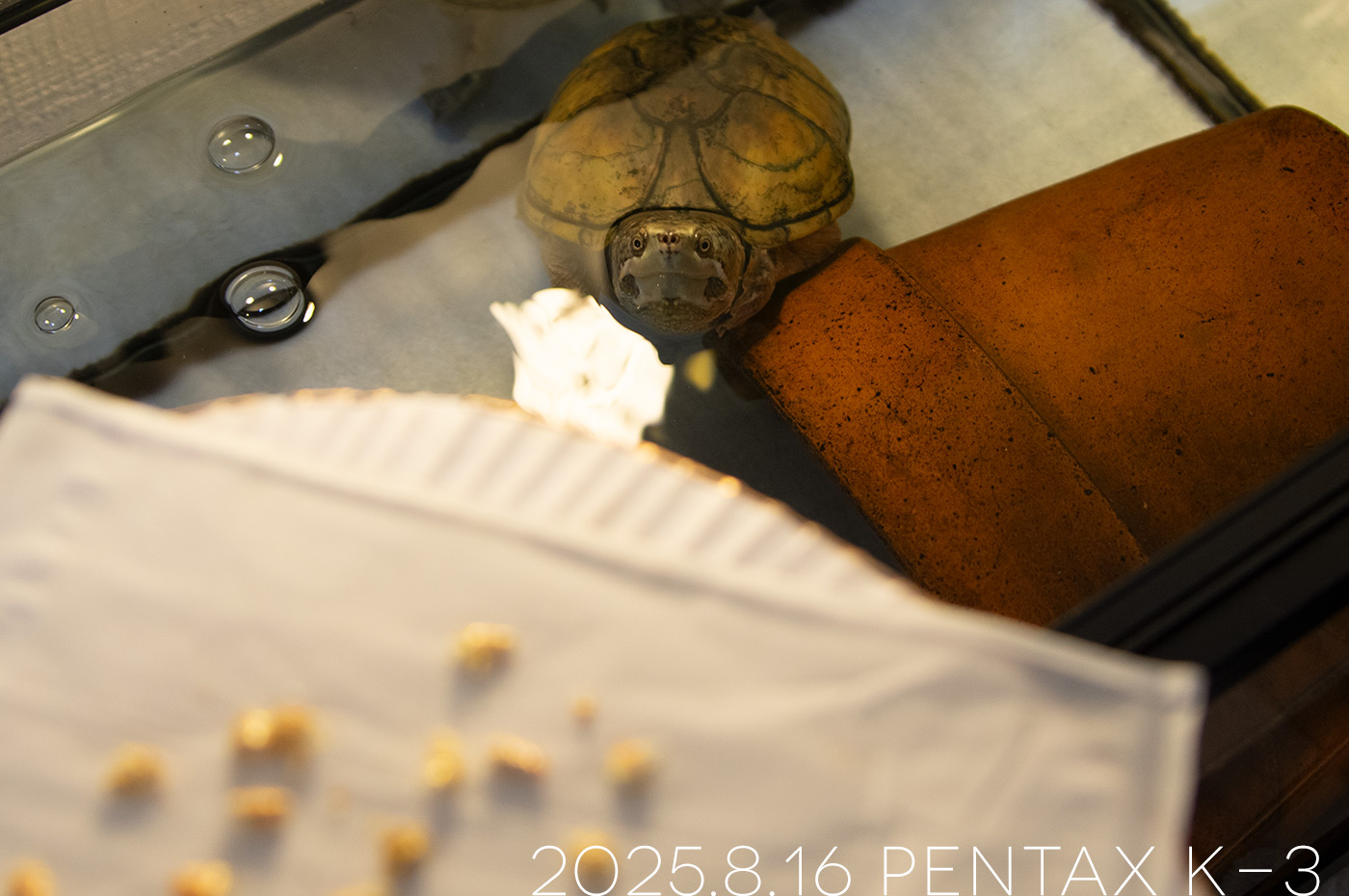 ミシシッピニオイガメの「よもぎ」