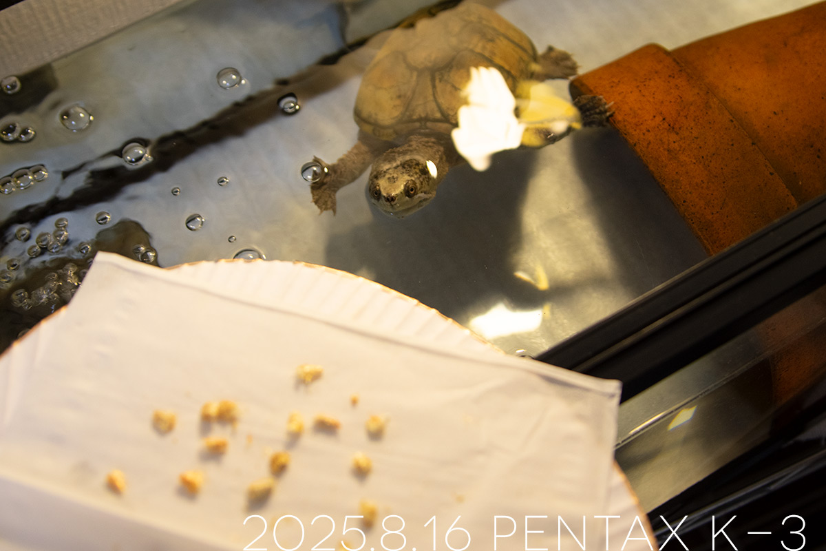 ミシシッピニオイガメの「よもぎ」