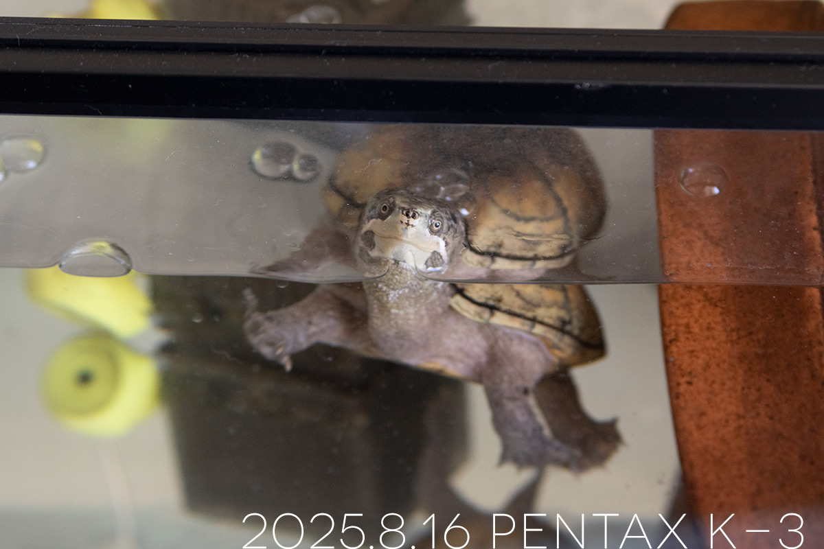 ミシシッピニオイガメの「よもぎ」