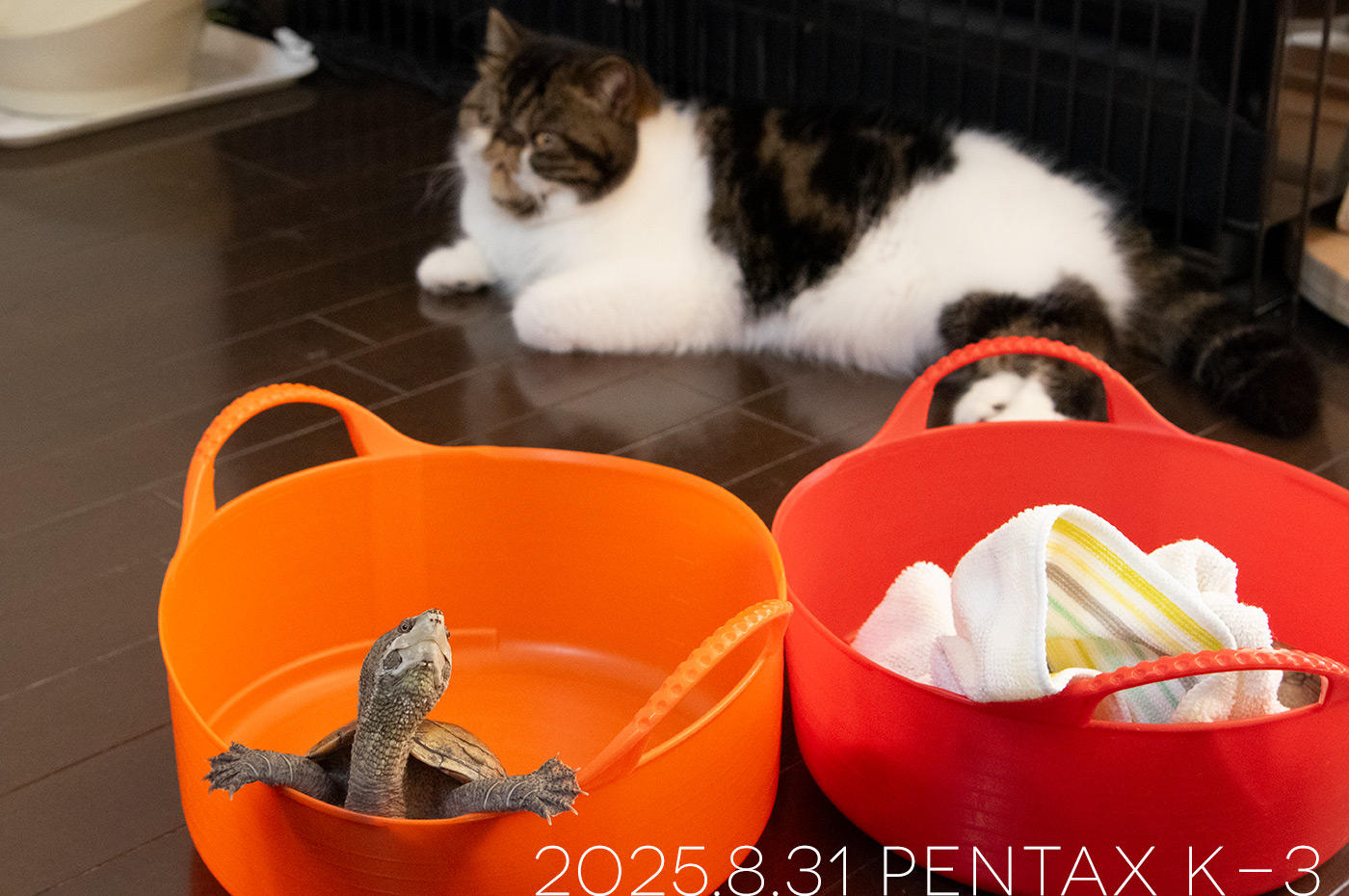 ミシシッピニオイガメの「よもぎ」とエキゾチックショートヘアの「ごまめ」