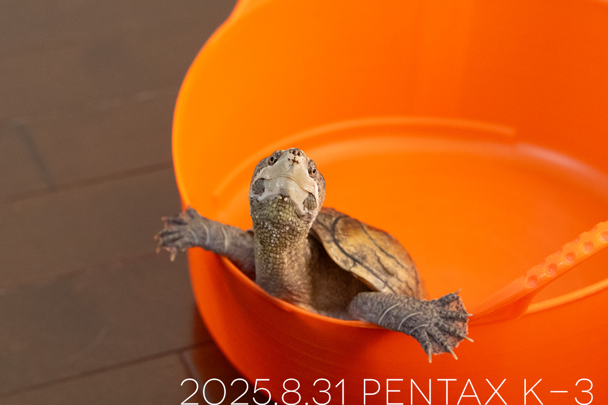 ミシシッピニオイガメの「よもぎ」