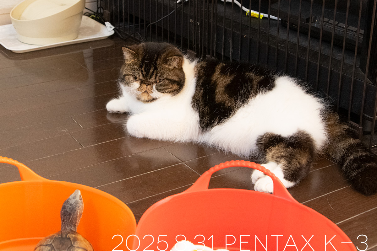 ミシシッピニオイガメの「よもぎ」とエキゾチックショートヘアの「ごまめ」