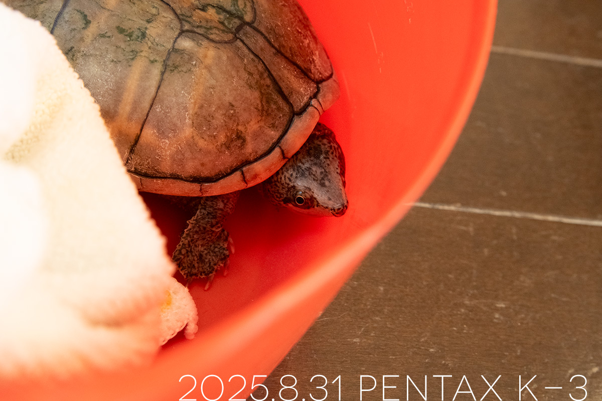 ミシシッピニオイガメの「あずき」