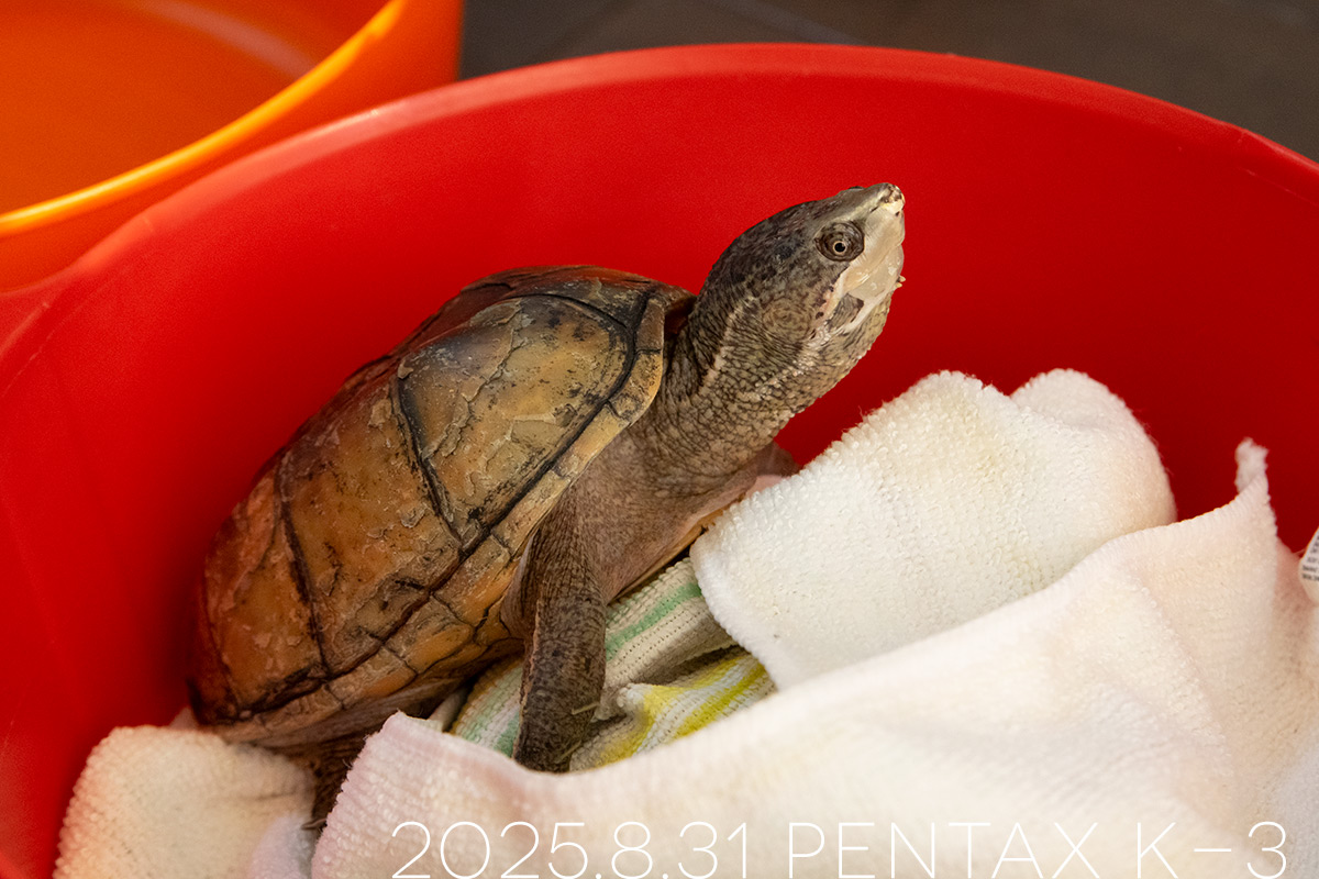 ミシシッピニオイガメの「よもぎ」