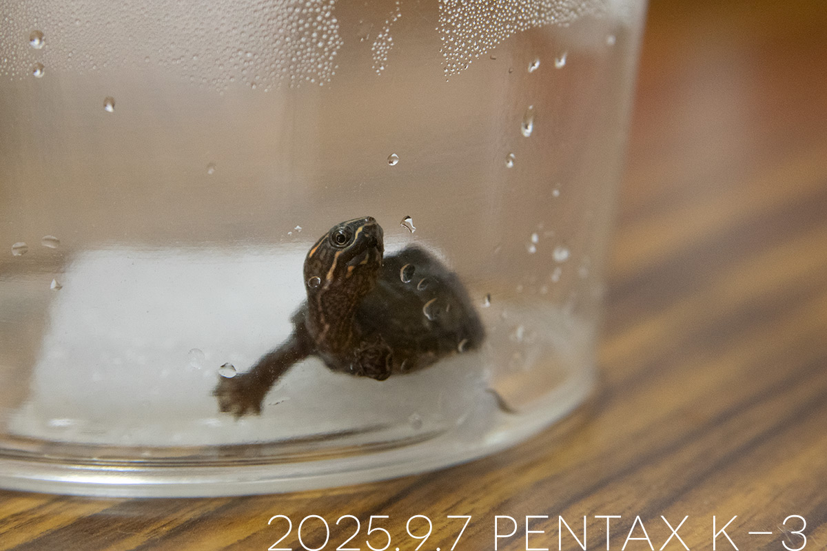 ミシシッピニオイガメの「つぶら」