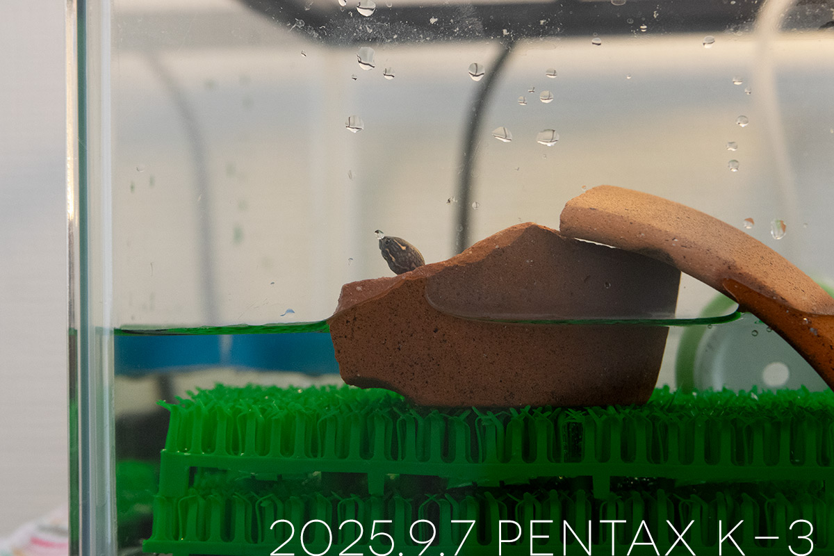 ミシシッピニオイガメの「つぶら」