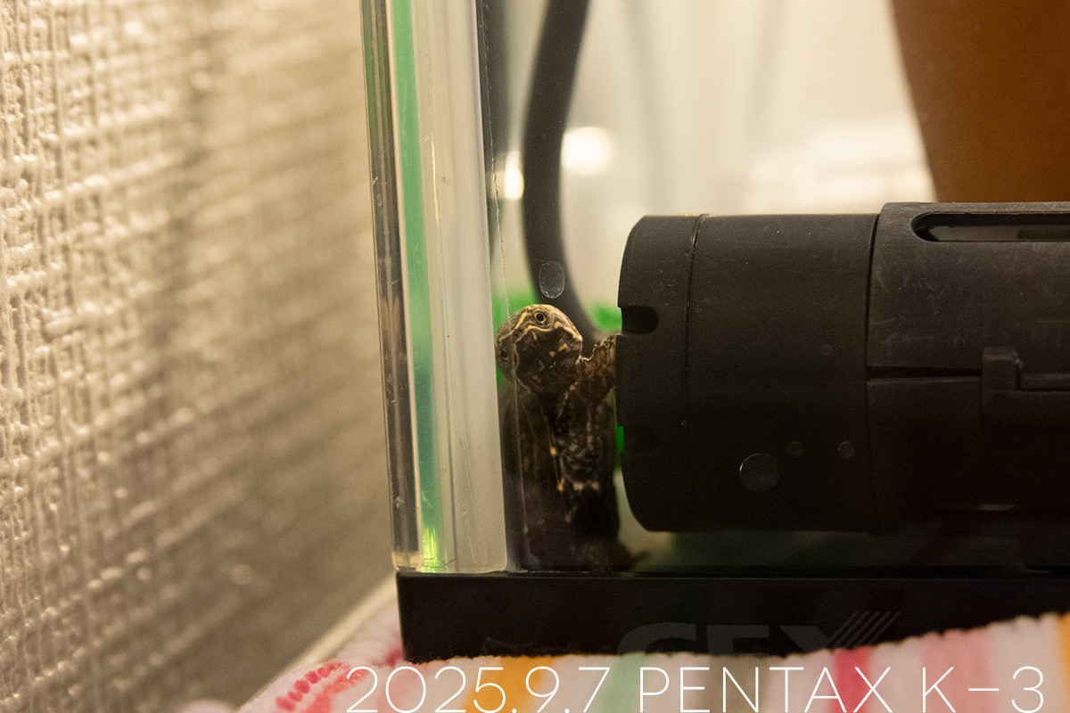 ミシシッピニオイガメの「つぶら」