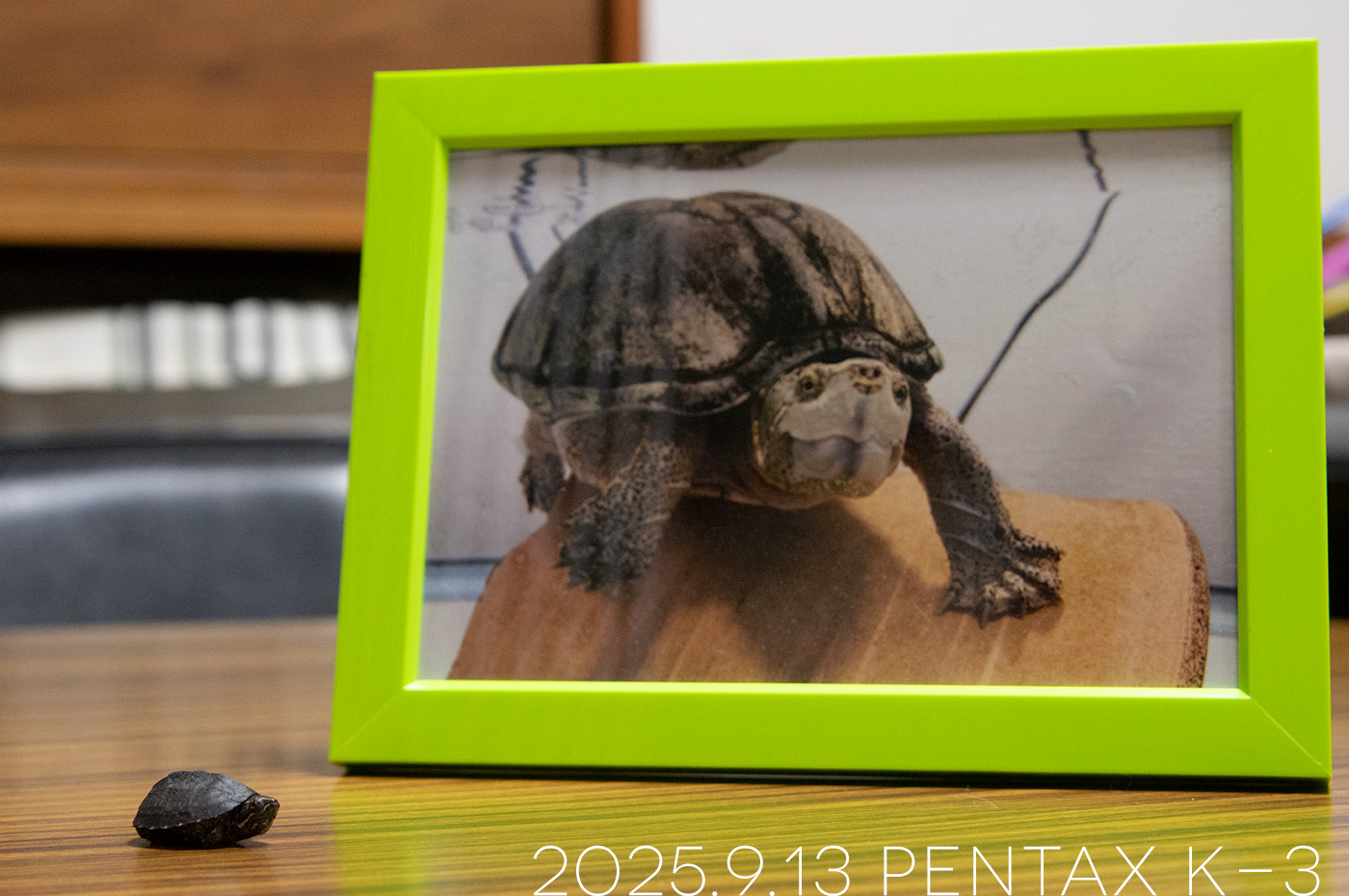 ミシシッピニオイガメの「おはぎ」と「つぶら」