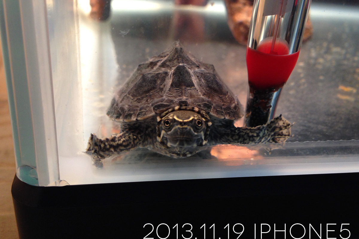 我が家のミシシッピニオイガメ