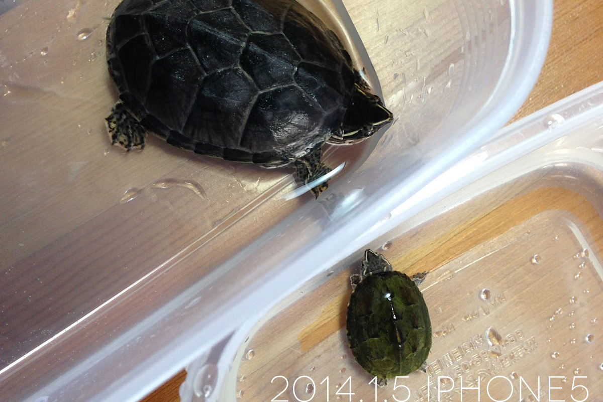 我が家のミシシッピニオイガメ