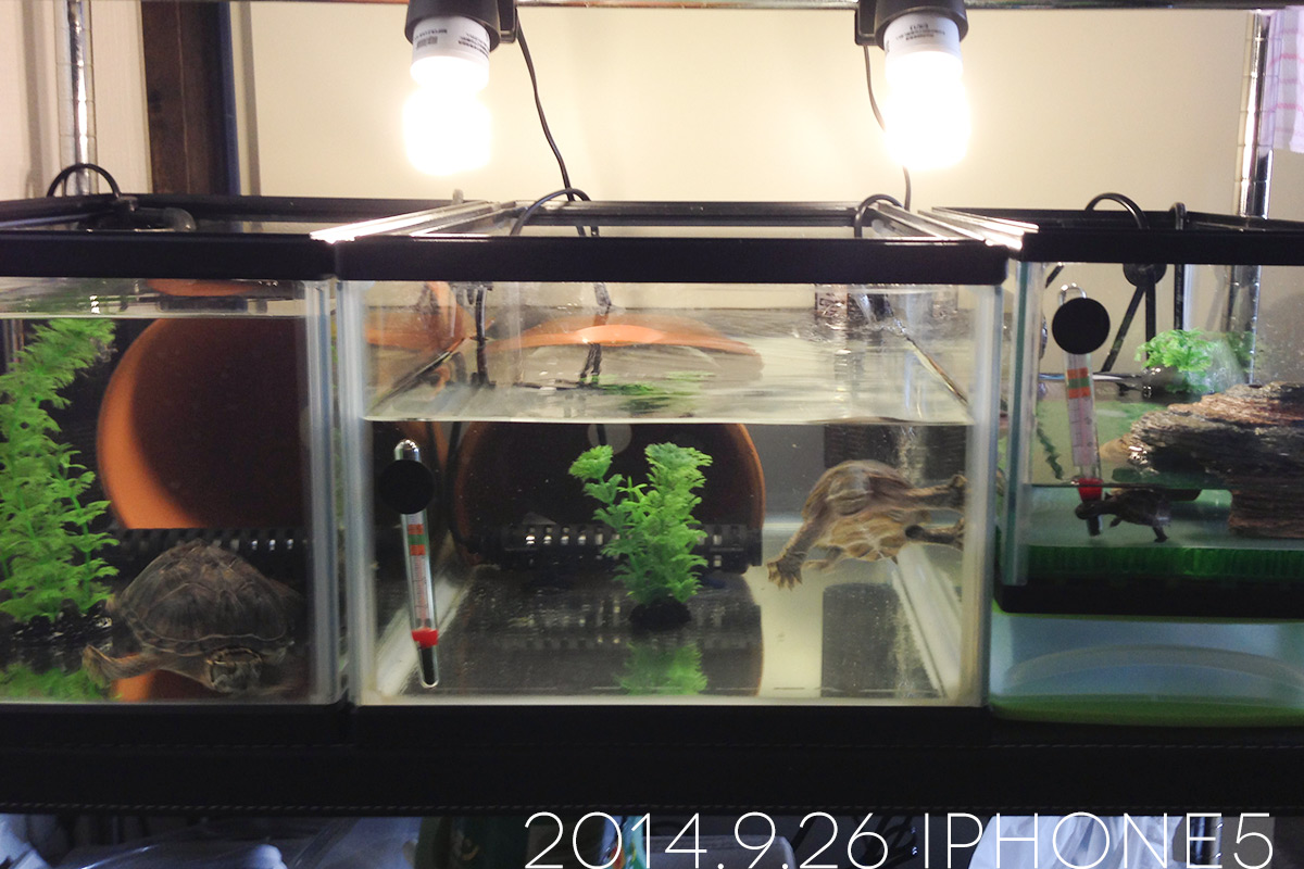 我が家のミシシッピニオイガメ