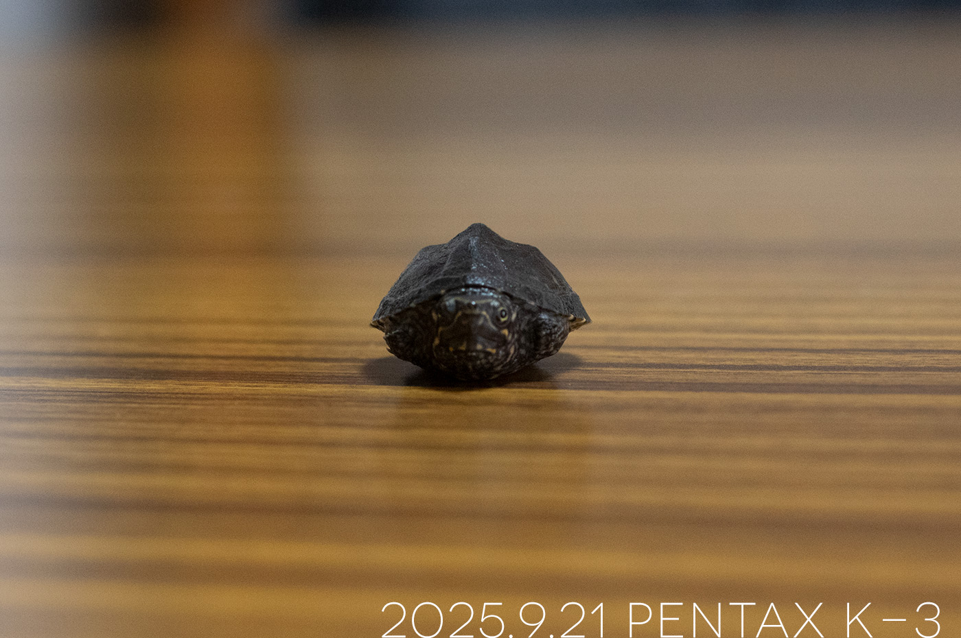 ミシシッピニオイガメの「つぶら」