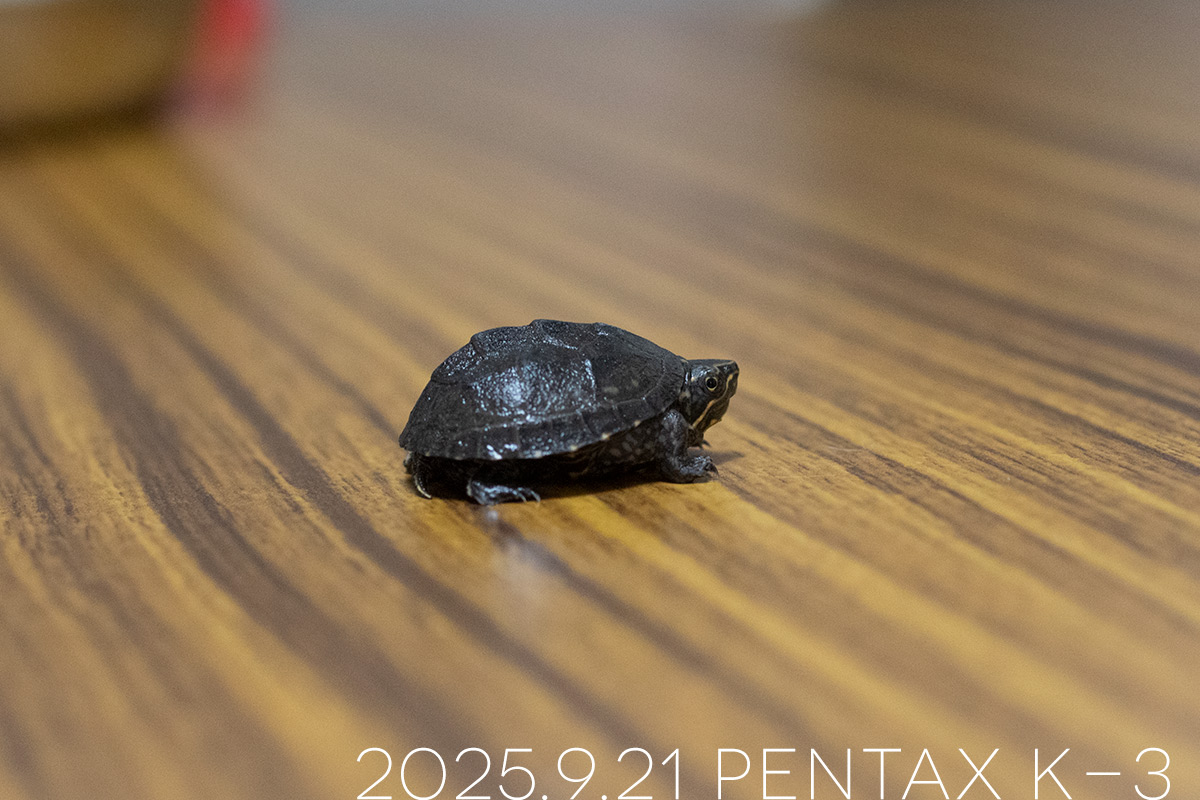 ミシシッピニオイガメの「つぶら」