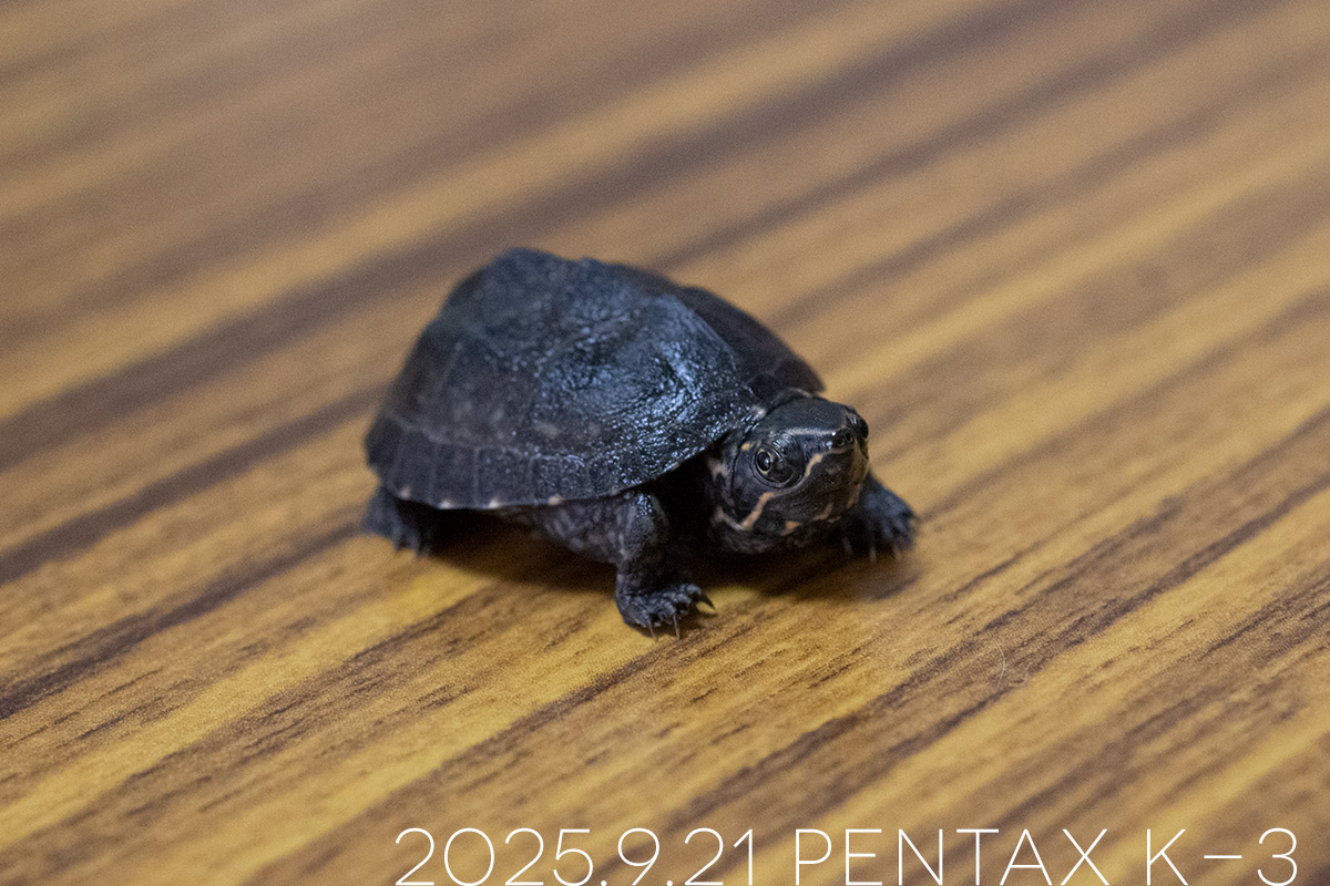 ミシシッピニオイガメの「つぶら」