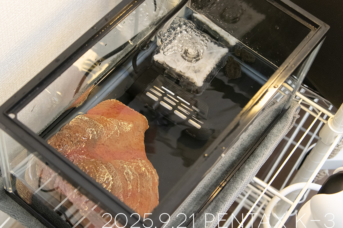 ミシシッピニオイガメの「つぶら」