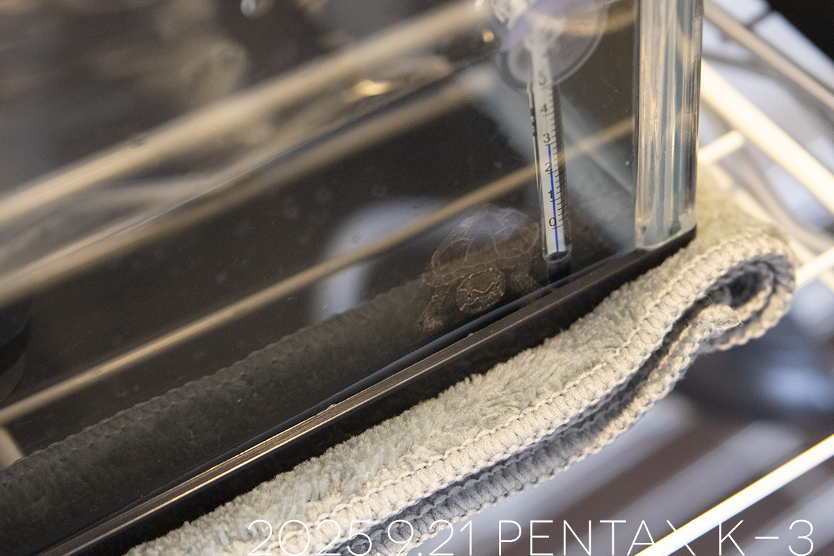 ミシシッピニオイガメの「つぶら」