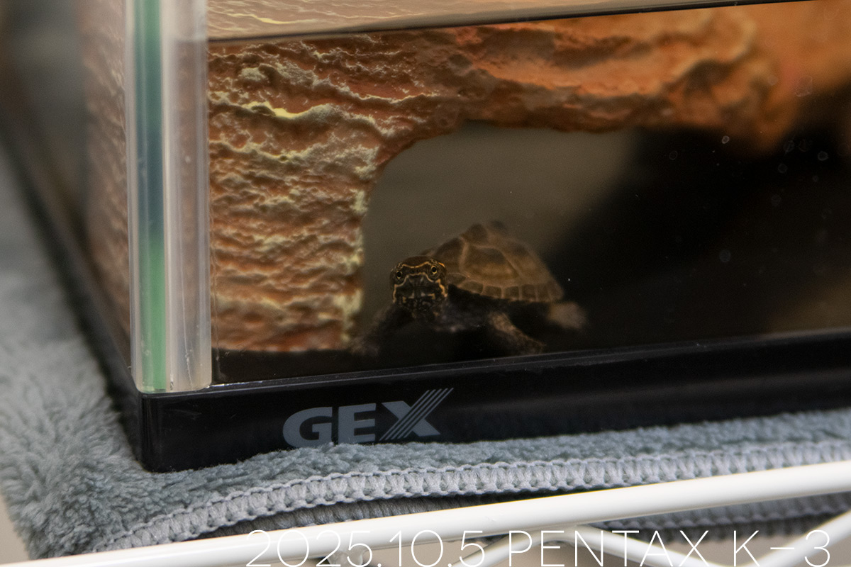 ミシシッピニオイガメの「つぶら」