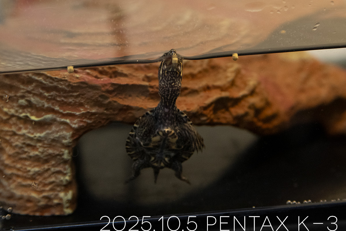 ミシシッピニオイガメの「つぶら」