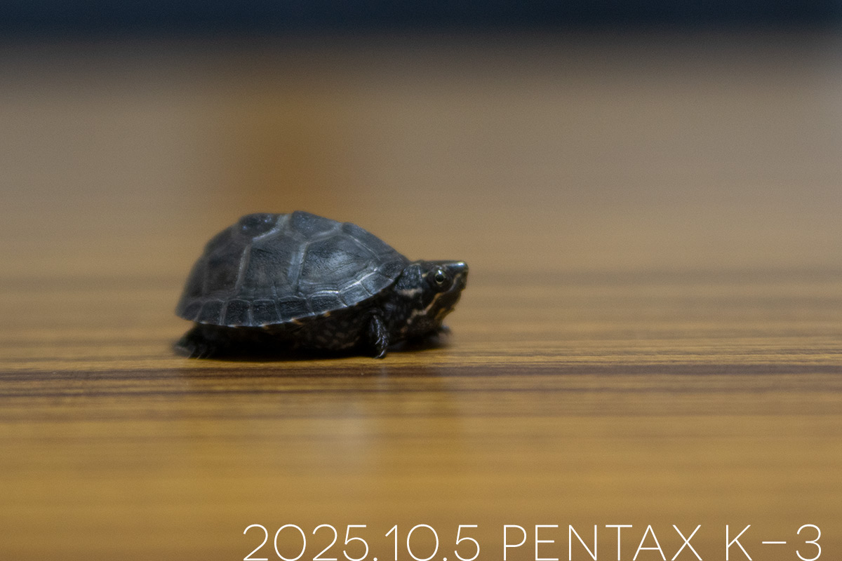 ミシシッピニオイガメの「つぶら」