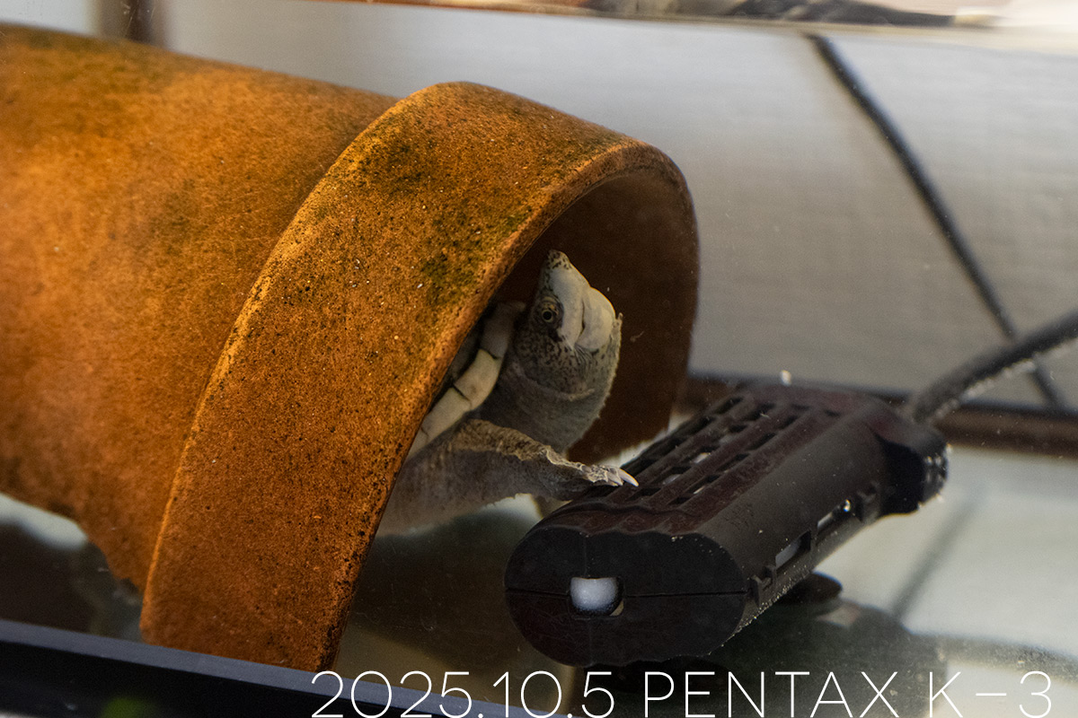 ミシシッピニオイガメの「あずき」