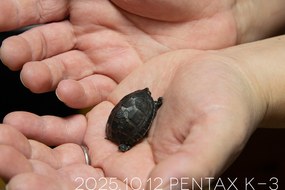 ミシシッピニオイガメの「つぶら」