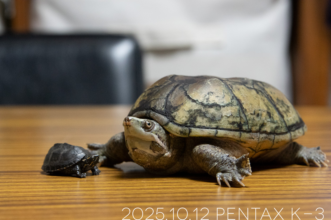 ミシシッピニオイガメの「よもぎ」と「つぶら」