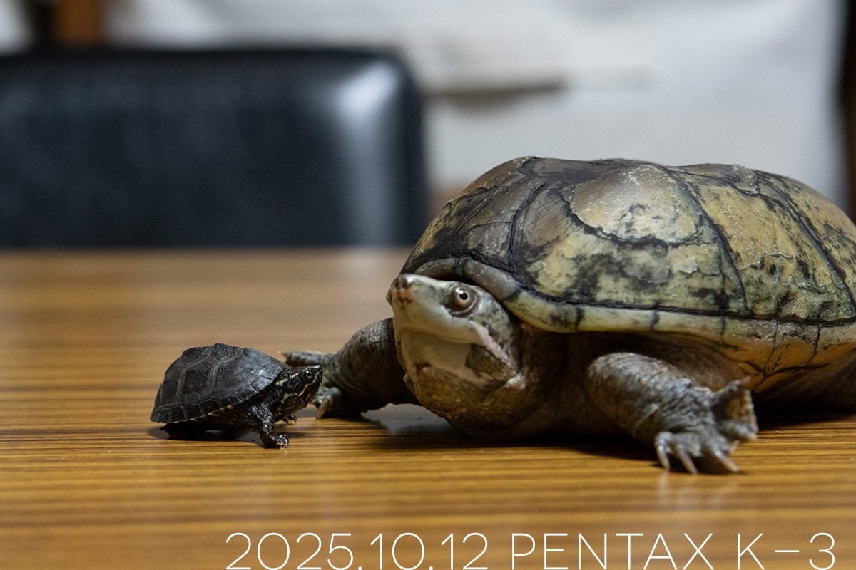 ミシシッピニオイガメの「よもぎ」と「つぶら」