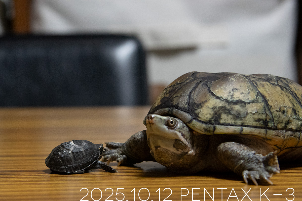 ミシシッピニオイガメの「よもぎ」と「つぶら」