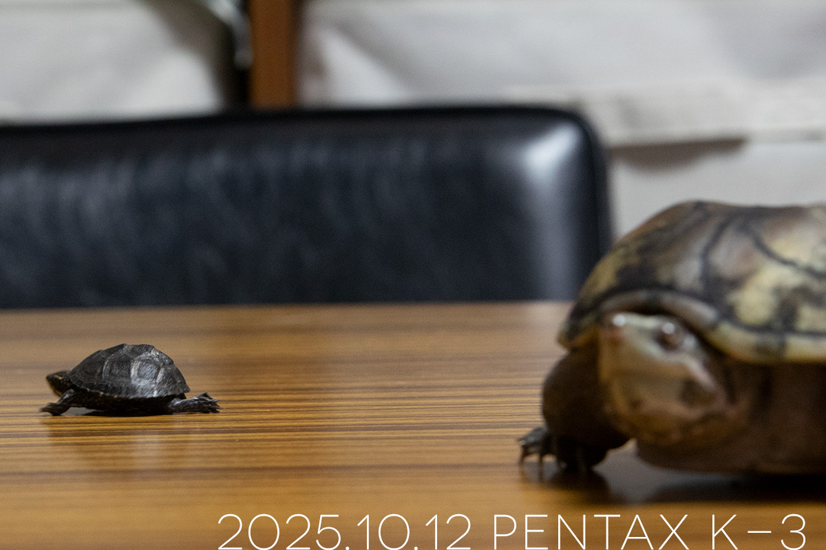 ミシシッピニオイガメの「よもぎ」と「つぶら」