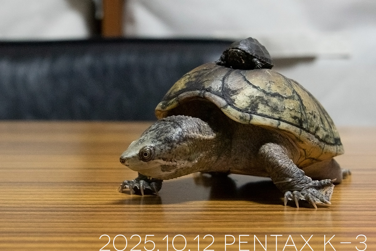 ミシシッピニオイガメの「よもぎ」と「つぶら」