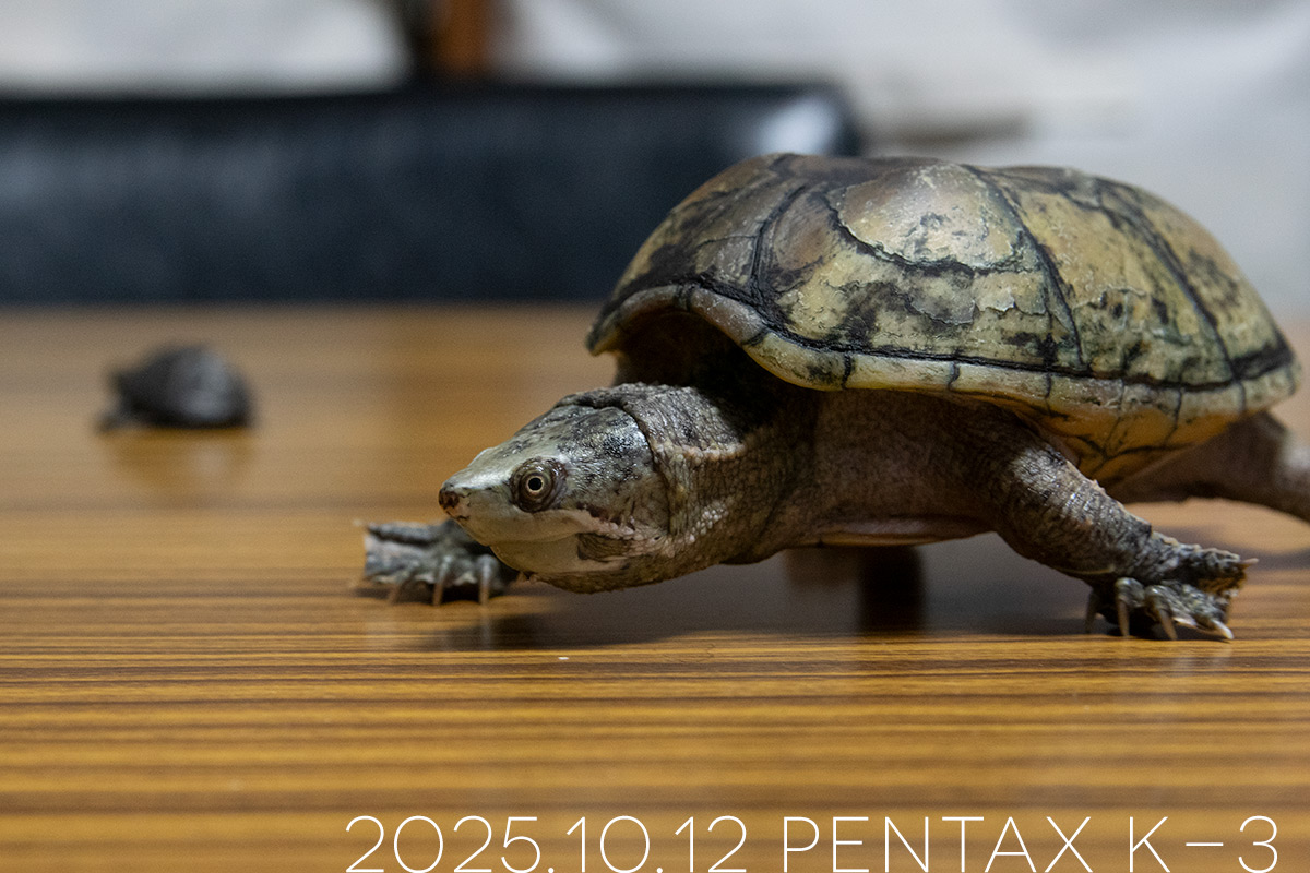 ミシシッピニオイガメの「よもぎ」と「つぶら」