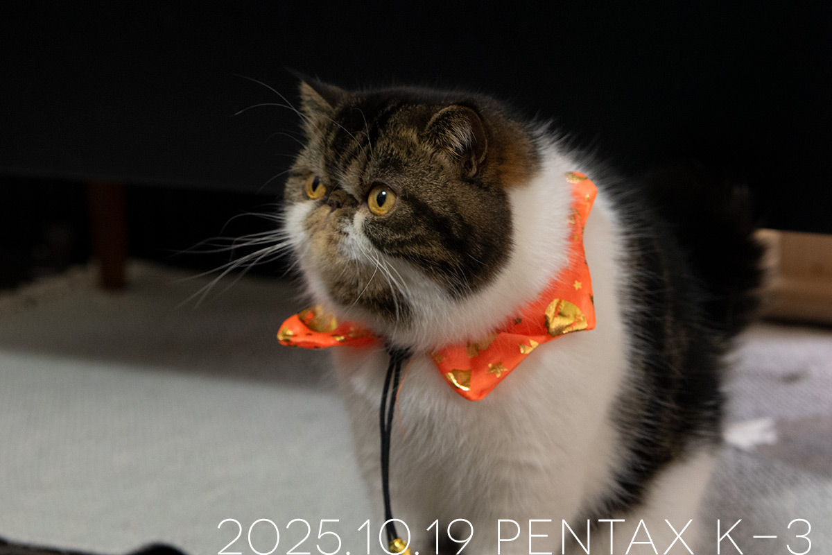 エキゾチックショートヘアの「ごまめ」