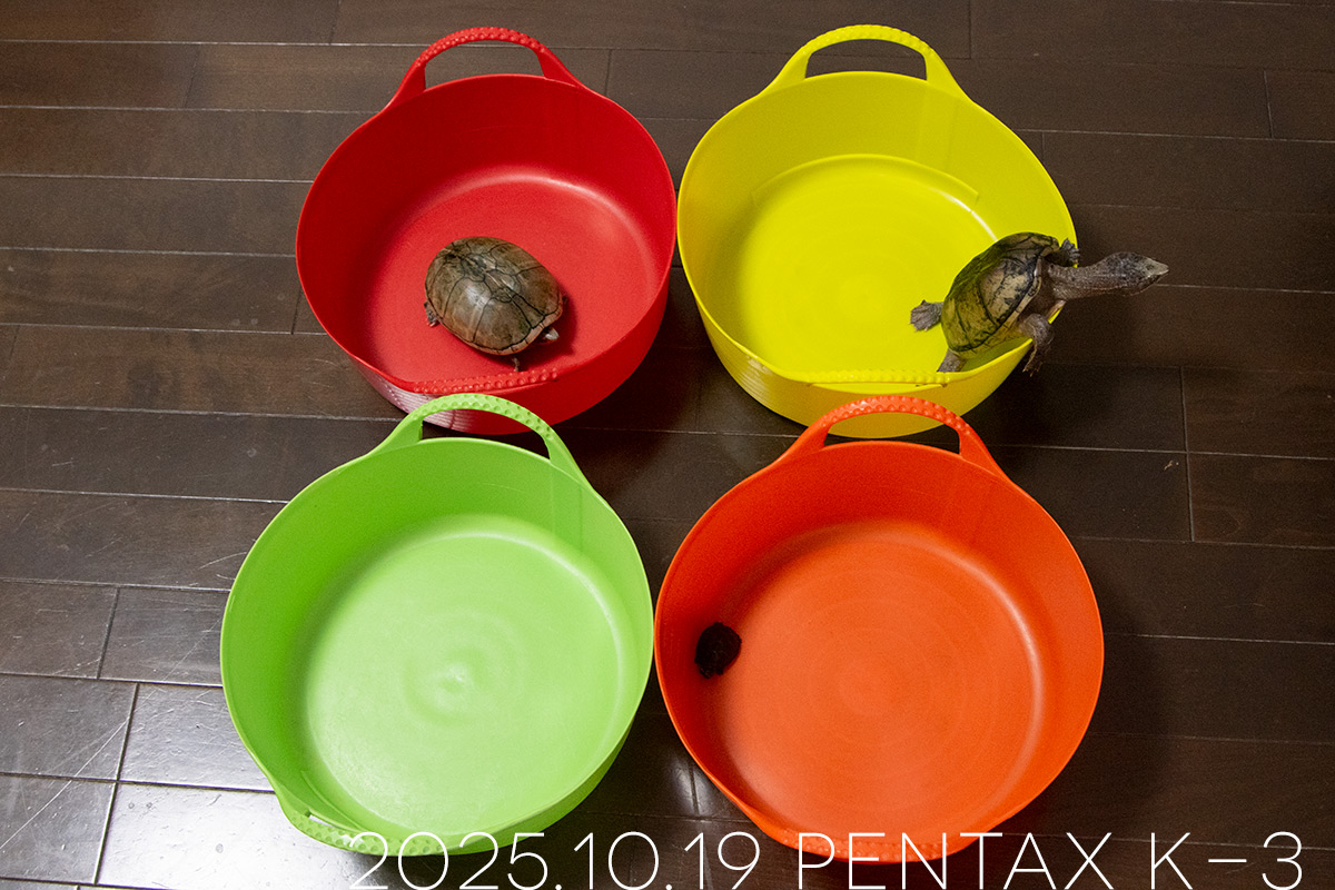 我が家のミシシッピニオイガメ