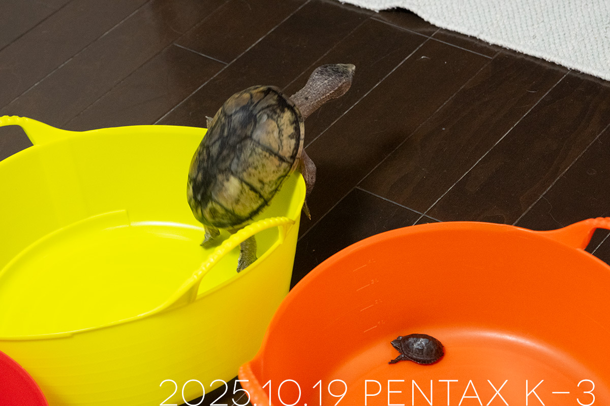 ミシシッピニオイガメの「よもぎ」と「つぶら」