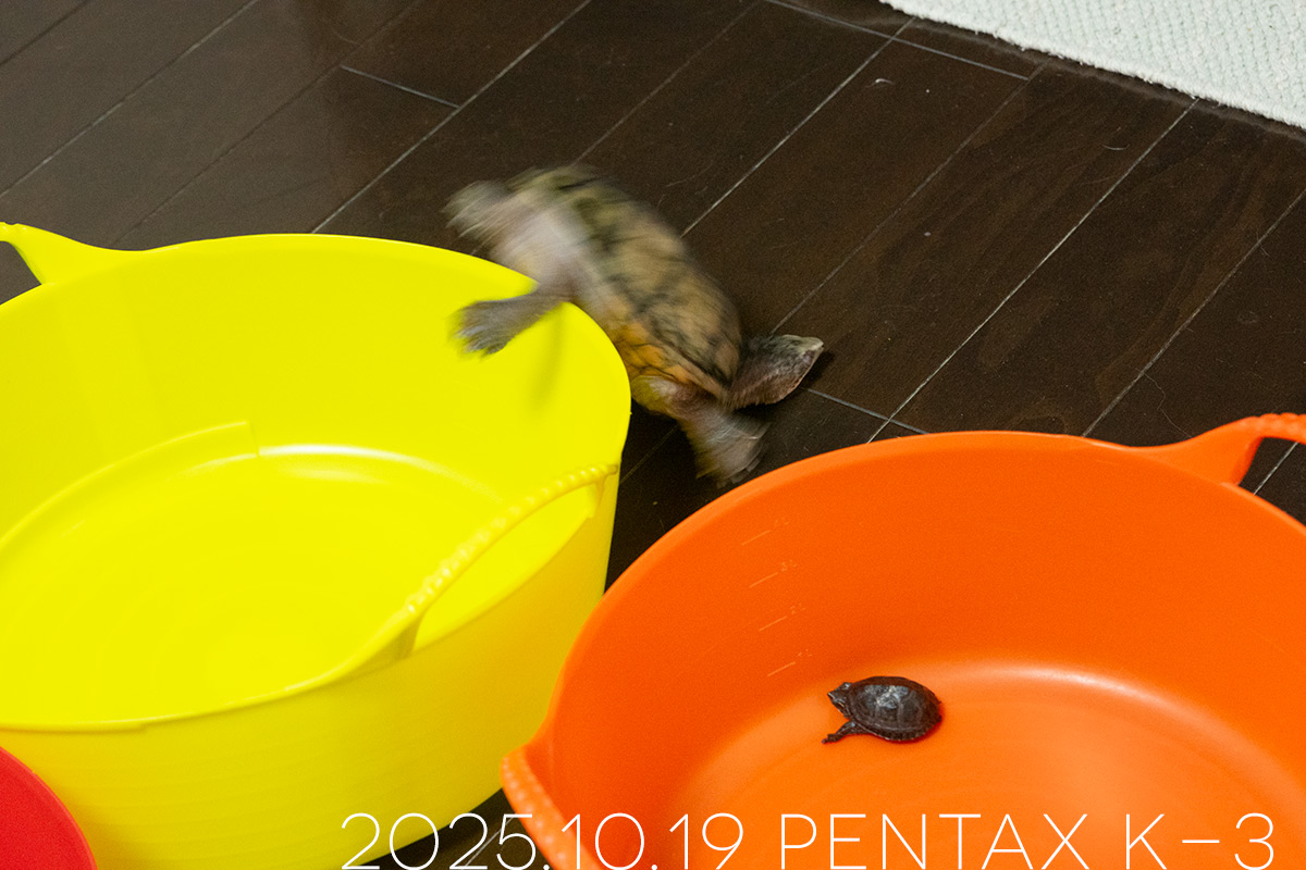 ミシシッピニオイガメの「よもぎ」と「つぶら」