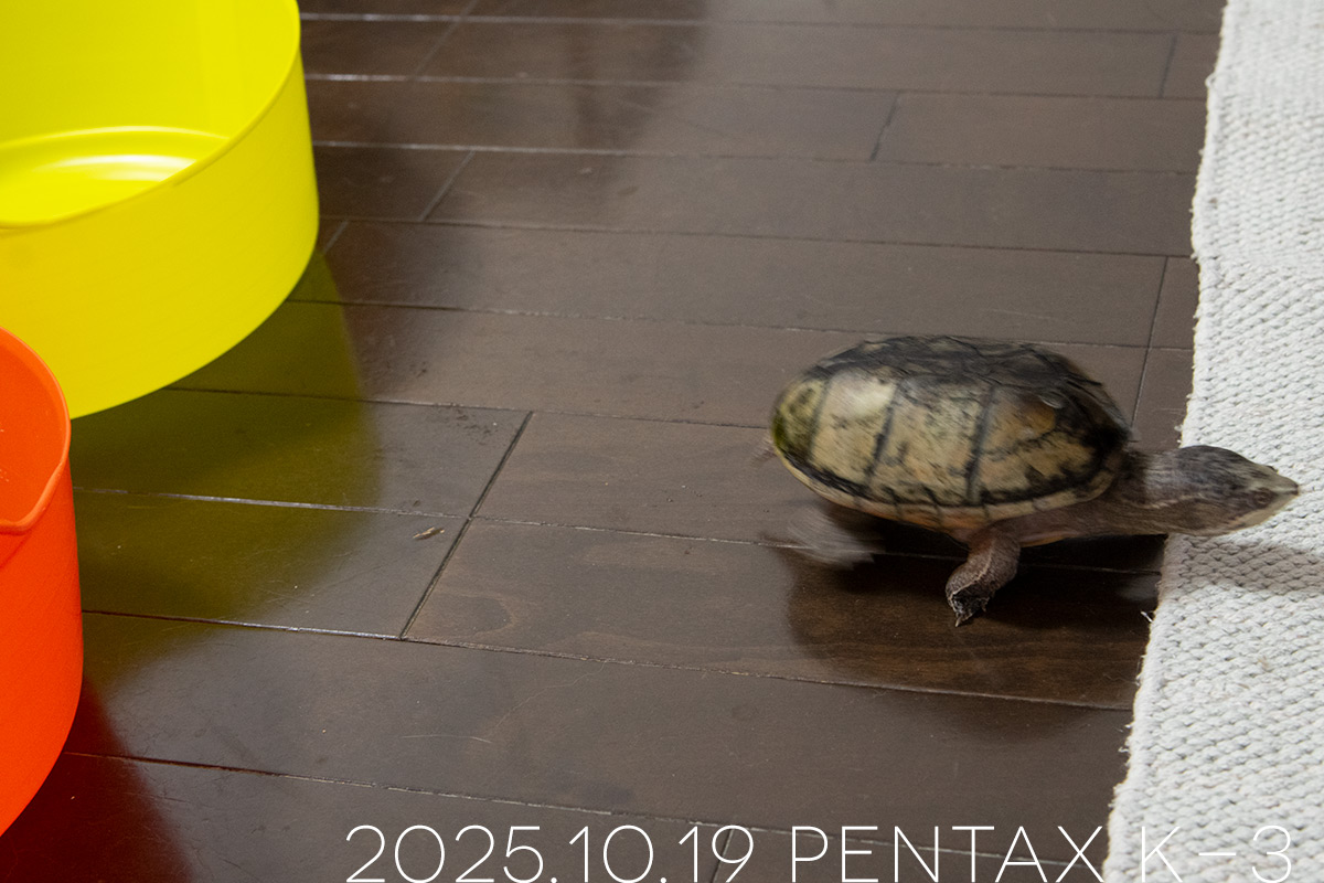 ミシシッピニオイガメの「よもぎ」