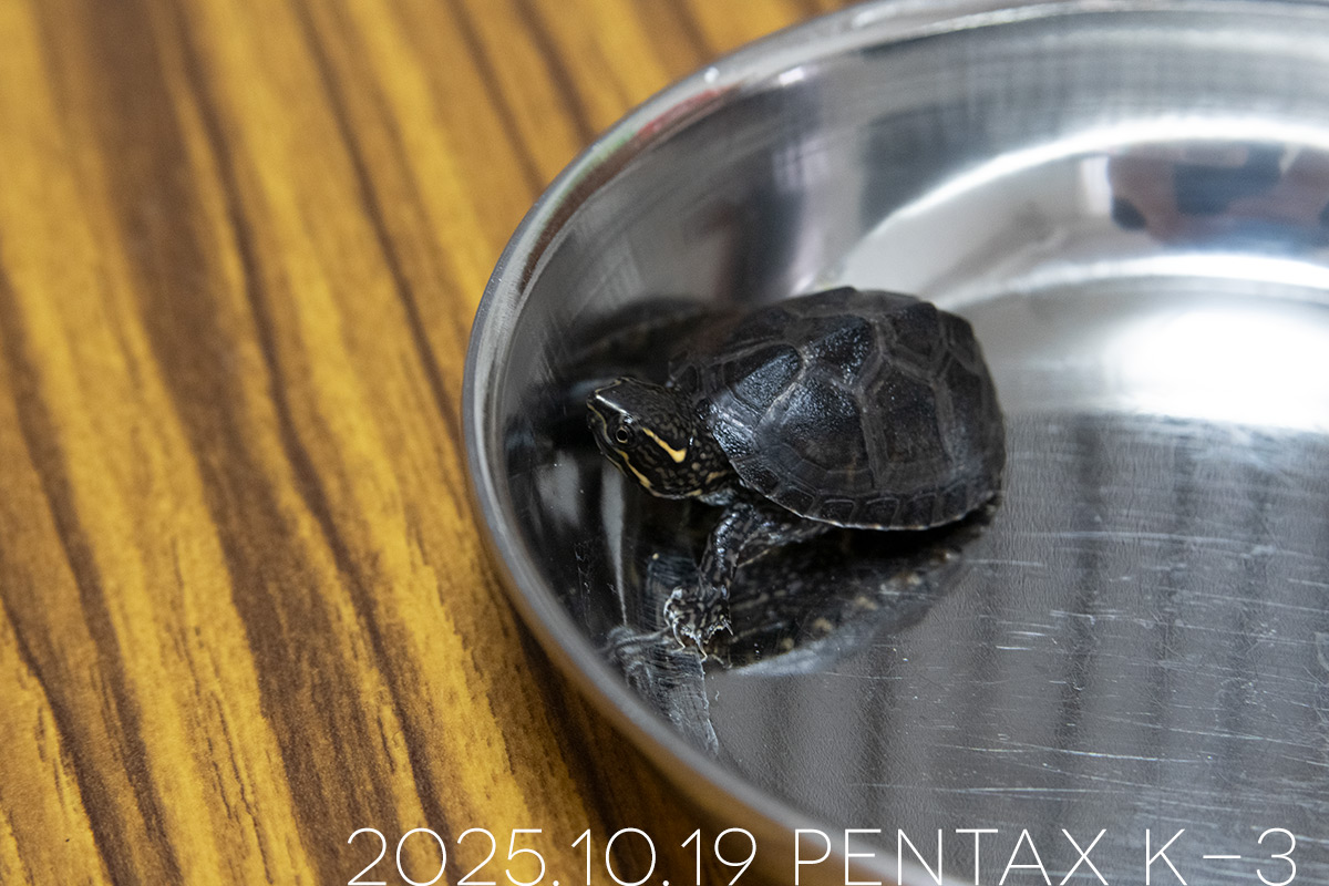 ミシシッピニオイガメの「つぶら」