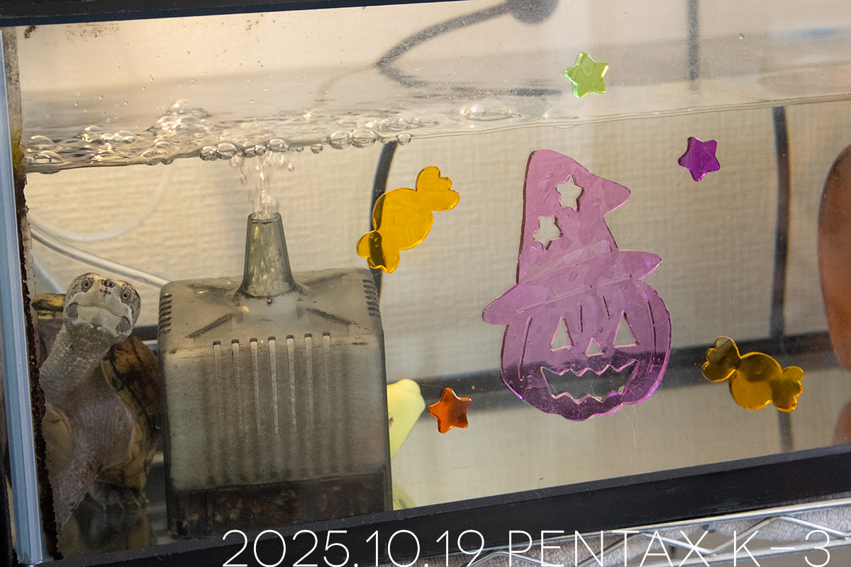 ミシシッピニオイガメの「よもぎ」