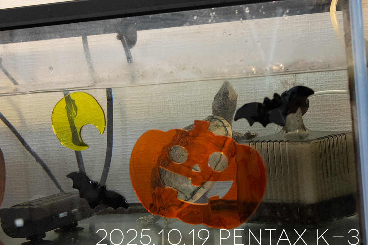 ミシシッピニオイガメの「あずき」