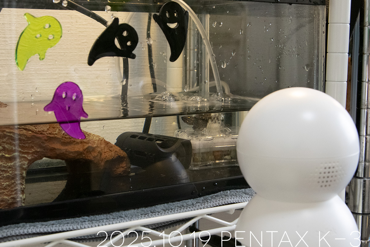 ミシシッピニオイガメの「つぶら」