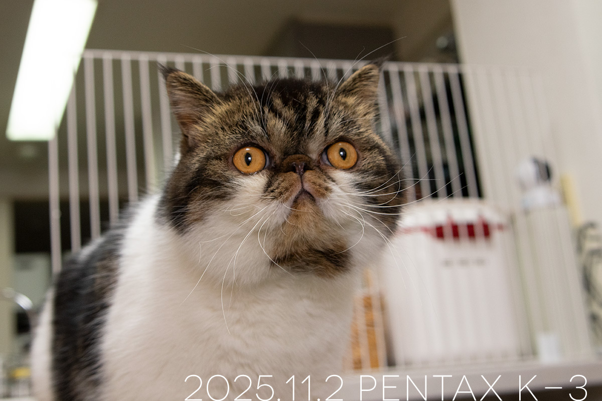 エキゾチックショートヘアの「ごまめ」