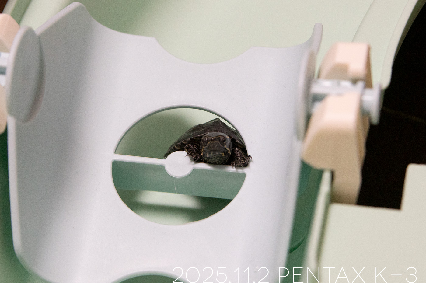 ミシシッピニオイガメの「つぶら」